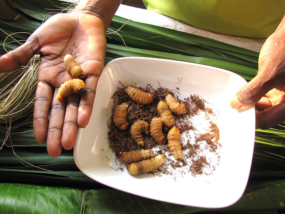 Entomophagy-Eat-Insect-Nate-Ralph